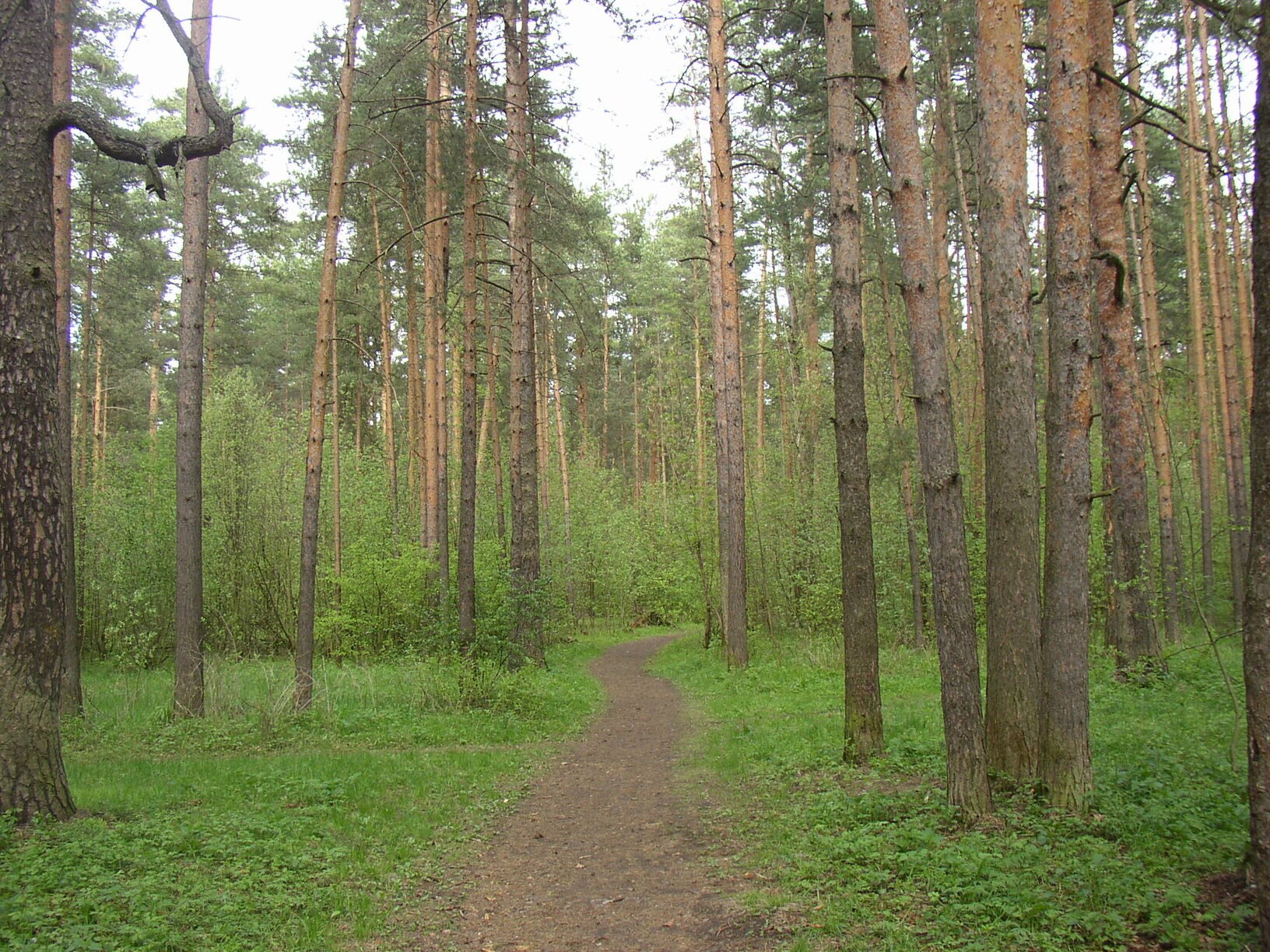 яковлевское парк сосны